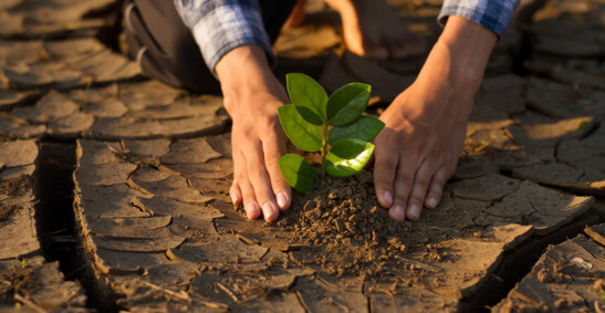 Par de mãos plantando uma planta em solo rachado