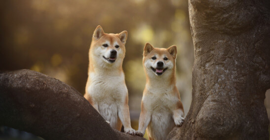 Dois cachorros Shiba Inu numa árvore