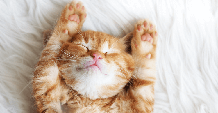 Um gatinho ruivo e branco dormindo com as patinhas acima da cabeça